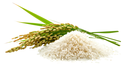 Pile of uncooked white grains with stalks and green leaves, close-up on black background