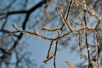 Obraz premium branches of a tree in winter