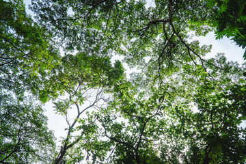 Obraz premium View of tall green tree canopy from below with sunlight filtering through dense tropical leaves creating natural forest atmosphere