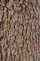 Fototapeta premium 소나무 근접촬영