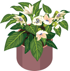 Ornamental pepper (Capsicum annuum) plant with green leaves and white flowers in flower pot isolated on white background