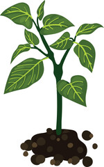 Ornamental pepper (Capsicum annuum) plant with green leaves in soil isolated on white background