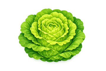 Obraz premium Fresh leafy cabbage on transparent background in digital illustration