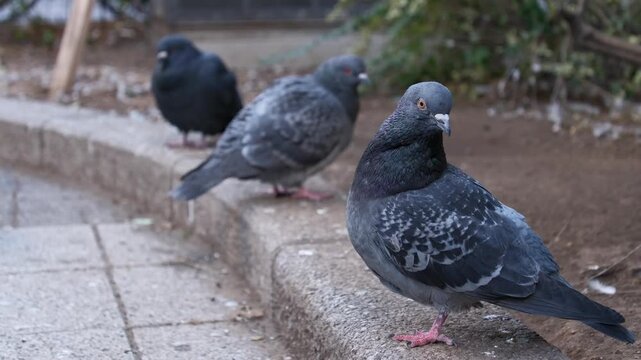 冬に撮影した鳩の群れ