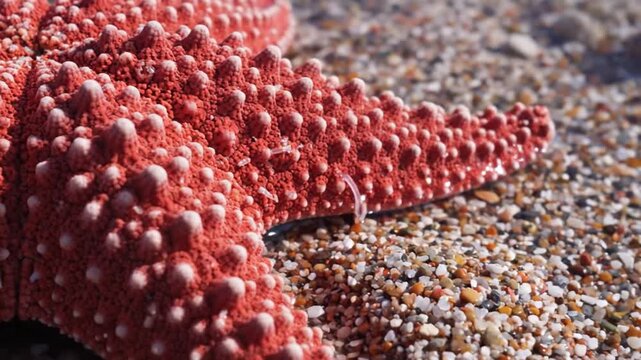 Close-up of a vibrant red starfish with bumpy texture on a sandy beach.