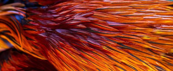 Close-up of Vibrant Orange and Red Rooster Feathers Texture,A high-detail, macro shot showcasing the intricate patterns and shimmering textures of rooster feathers. The vibrant shades of fiery orange, © banjongseal324