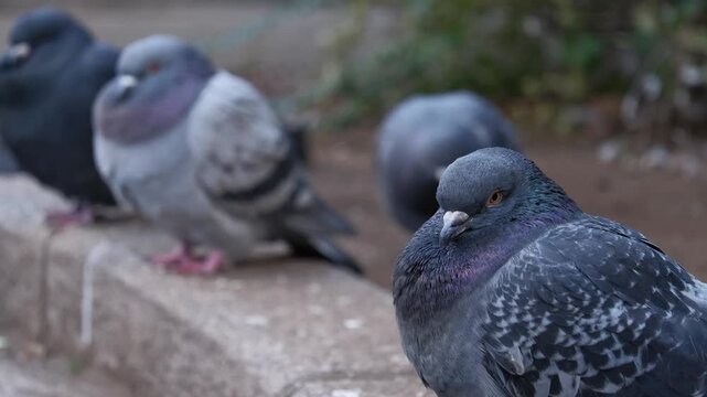 冬に撮影した鳩の群れ