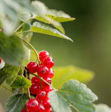 Fresh red currant berries growing on a branch with green leaves in natural summer garden. Ripe organic fruit, healthy food and seasonal harvest concept.
