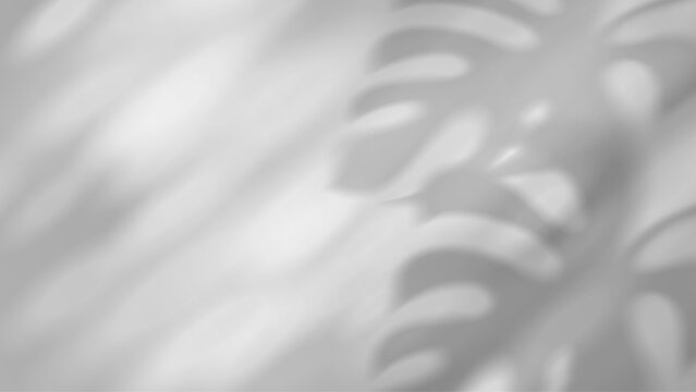 Tropical palm shadow overlay on white background. Realistic leaf silhouette creates natural light effect for summer design projects and poster layouts