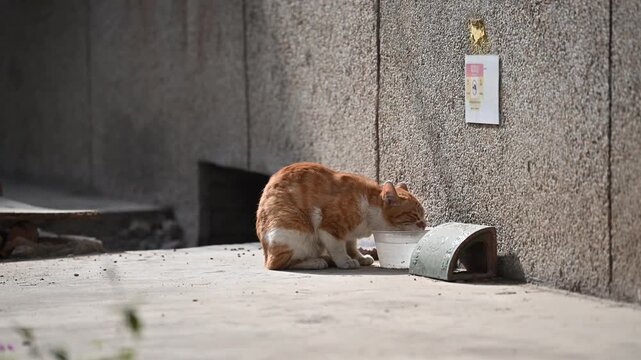 A stray cat is drinking water