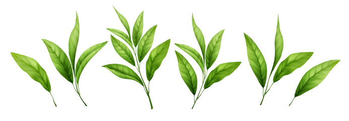 Isolated green tea branch with realistic leaves. Natural herbal foliage set perfect for botanical designs, organic food packaging, matcha products, and eco-friendly concepts © vik_y