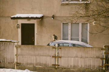 kot na dachu samochodu  © Marcin Łazarczyk