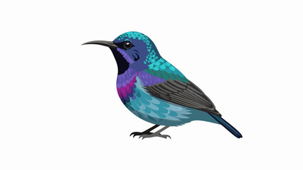 Obraz premium Small bird with iridescent blue, purple, and turquoise plumage, on white background