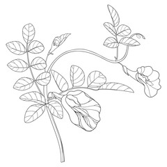 Bunch of outline Clitoria ternatea or Asian butterfly pea flowers and leaves in black isolated on white background.