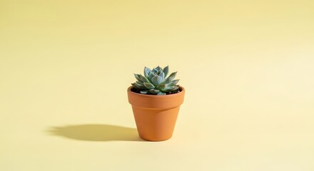 Fototapeta premium Small green succulent plant in a terracotta clay pot against a pale yellow background