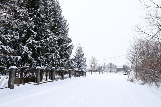 A cozy winter road passes by snow-covered evergreen spruce trees and a decorative fence of a rural estate. The white blanket envelops the peaceful countryside landscape, creating an atmosphere of a qu