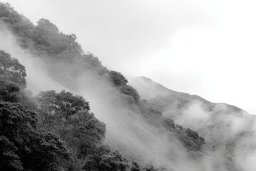 Misty hillside with dense forest and cloudy sky in monochrome
