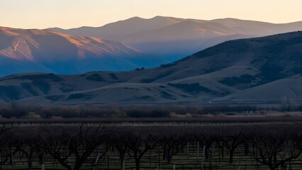Rolling vineyard at dusk with barren grapevines and layered mountains in soft golden light barren vines