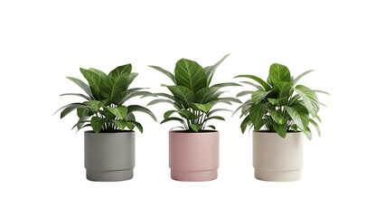 Fototapeta premium Three Potted Green Houseplants in Pastel Pink, Grey, and Beige Pots Product Shot