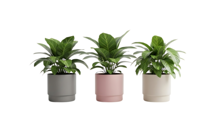 Three Potted Green Houseplants in Pastel Pink, Grey, and Beige Pots Product Shot