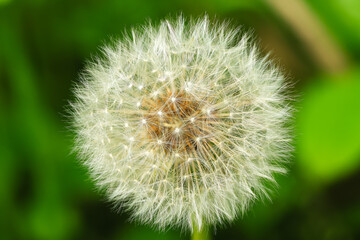 Dandelion fluff alias pappus close up
