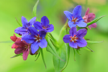Purple gromwell flower close up