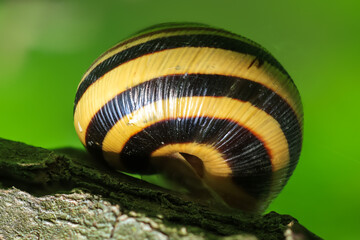 Striped snail shell macro close up