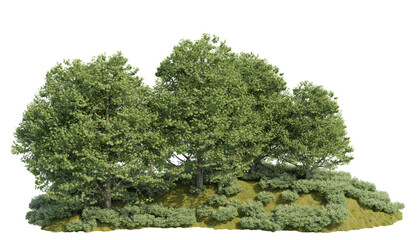 forest tree in a lush summer nature landscape filled with leaves and plants with isolated on transparent background. PNG file, 3D rendering illustration