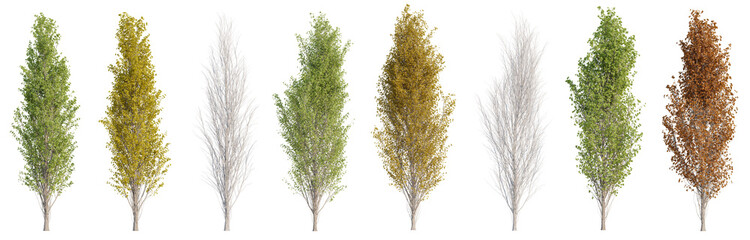 Collection of Lombardy Poplar or Populus nigra trees with isolated on transparent background. PNG file, 3D rendering illustration