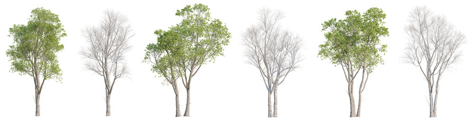 Collection of hackberry trees with isolated on transparent background. PNG file, 3D rendering illustration