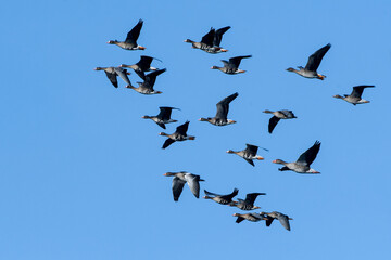 Ein Schwarm Bl&auml;ssg&auml;nse , Graug&auml;nse und eine Tundrasaatgans