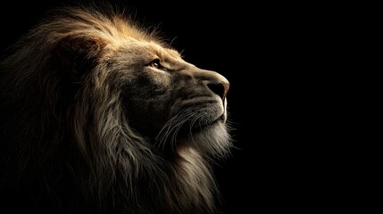 Naklejka premium Majestic Male Lion Side Profile with Dramatic Lighting Black Background