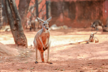 The kangaroo is stay and eat grass in garden
