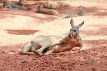 The kangaroo is stay and eat grass in garden