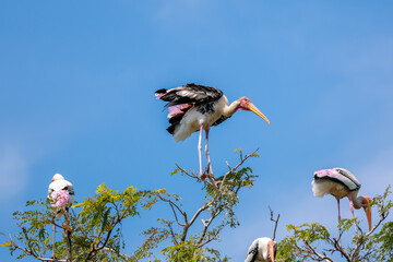 The Painted Stork bird (Mycteria leucocephala) on tree in nature