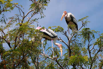 The Painted Stork bird (Mycteria leucocephala) on tree in nature