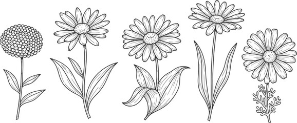 Obraz premium Beautiful collection of hand drawn flowers with delicate petals and leaves
