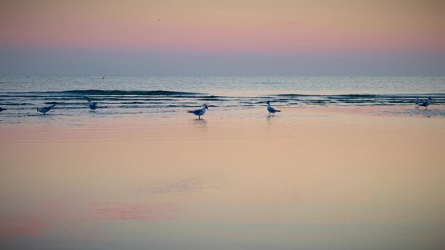 Soft pastel sunrise over calm Rimini beach with gentle waves and reflective wet sand, seagull or wading plovers walk shores