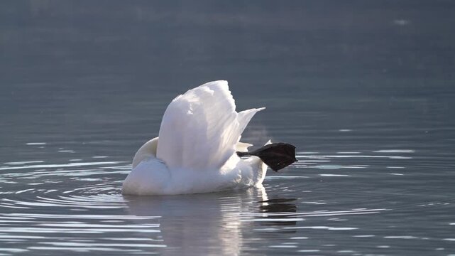 White swan floating on calm water at Walensee lake in Switzerland, cleaning and preening its feathers. Peaceful wildlife moment, natural behavior, concept of self care, calmness, balance and harmony