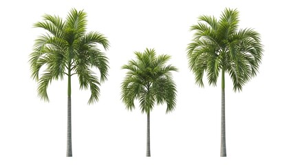Fototapeta premium Three palm trees with lush green leaves on a white background