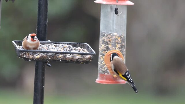 Chardonnerets &eacute;l&eacute;gant &agrave; la mangeoire