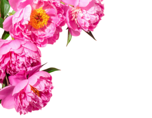 - Pink Peonies on Bright Pink Background, Bold Mother’s Day Floral Concept 