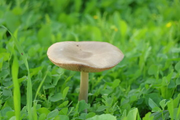 Mushroom on the green grass in the forest, close up