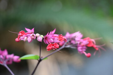 Close up of pink flower with blurred background, soft focus, shallow DOF.