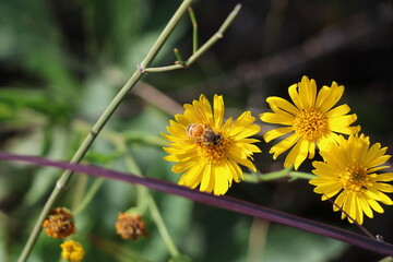 Bee on yellow flower in the garden. Shallow depth of field.