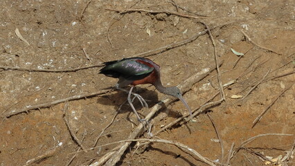 Glossy Ibis - Plegadis falcinellus