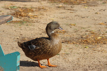 Duck in the park. Wild ducks in the city park.