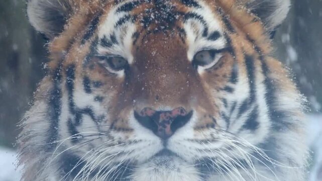 Siberian tiger among falling snow