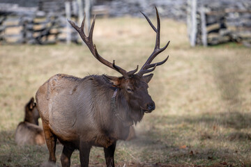 Obraz premium Elk herd of Great Smoky Mountain National Park
