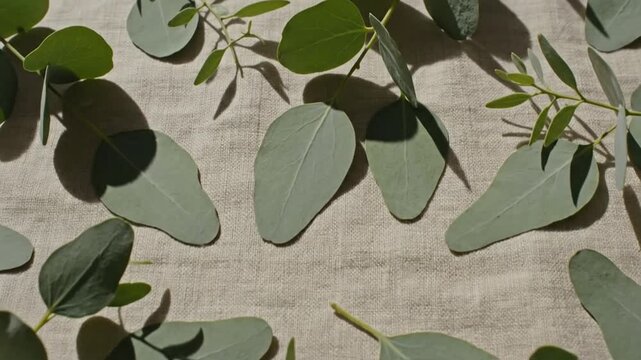 Delicate Eucalyptus Branches Dancing On Linen Background With Soft Lighting Animated Effect